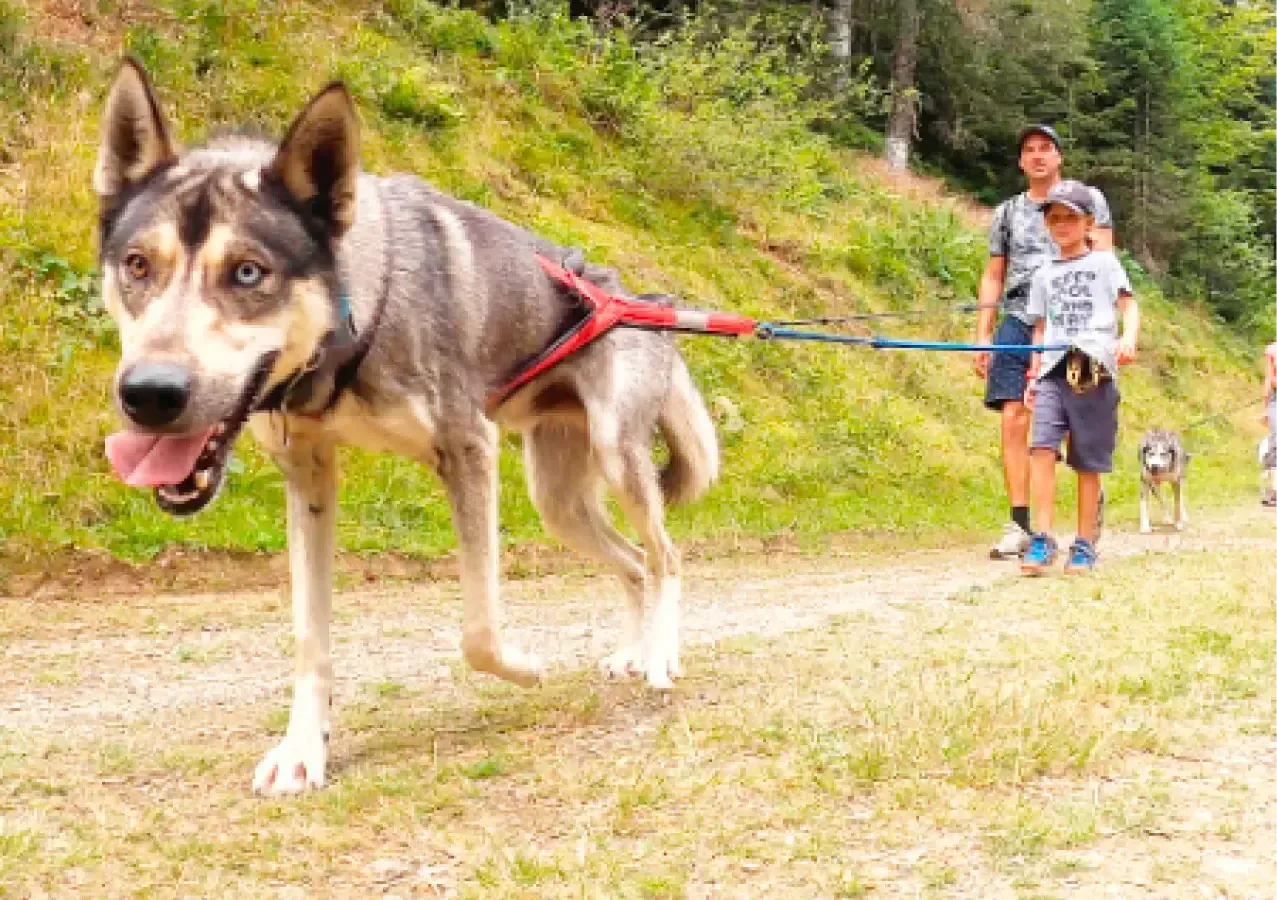 Huskies Escapade - Cani-cross